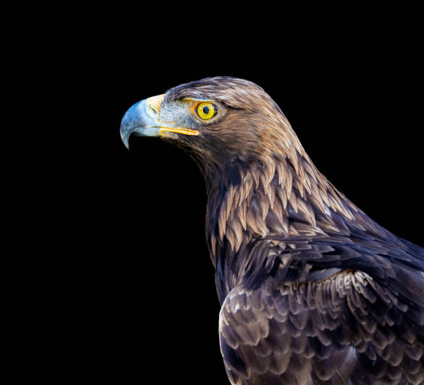 istock Eagle portrait in black background 1263416165
