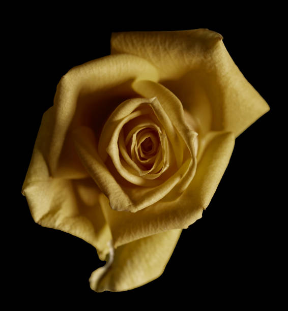 istock Yellow rose with water drops on black background 1263416210