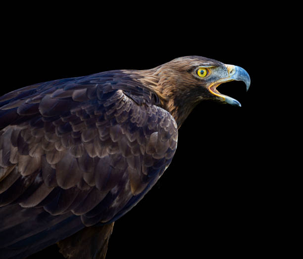 istock Eagle portrait in black background 1263416214