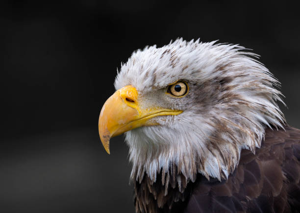 istock Portrait of american eagle with black background 1263416216