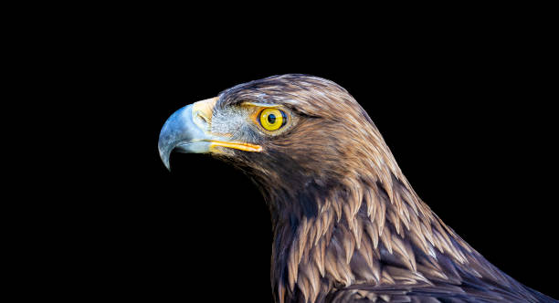 istock Eagle portrait in black background 1263416237