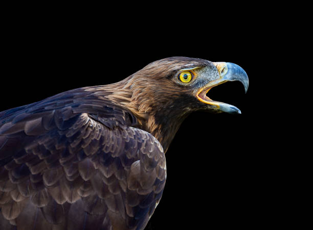 istock Eagle portrait in black background 1263416257