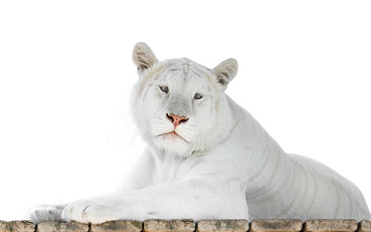 A closeup shot of a bleached tiger