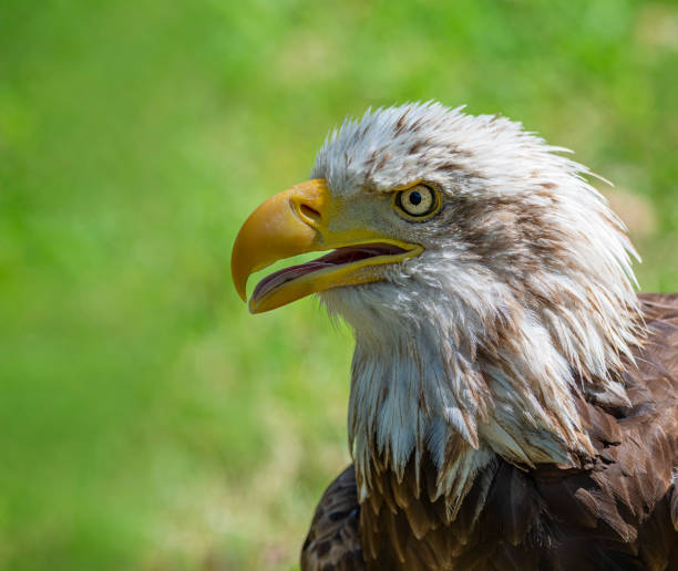 istock Portrait of american eagle with Green background 1263416453