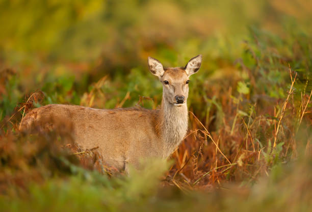 istock Red deer hind standing in ferns in autumn 1263417798
