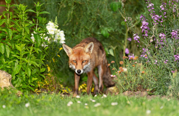 istock Red fox standing among the flowers in a garden 1263417982