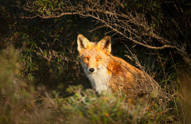 istock Close up of a young Red fox 1263418087
