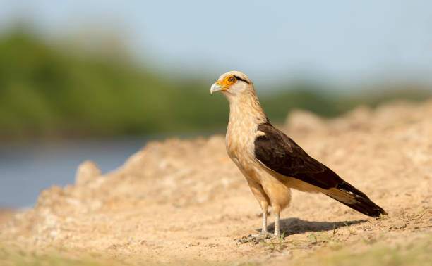 istock Yellow-headed caracara standing on a sandy river bank 1263418116
