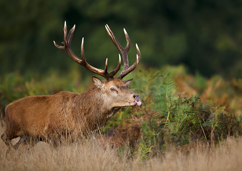 Close-up of a red deer stag sticking out tongue while chasing hinds during rutting season in autumn, UK.