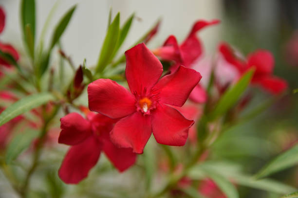 blooming red oleander