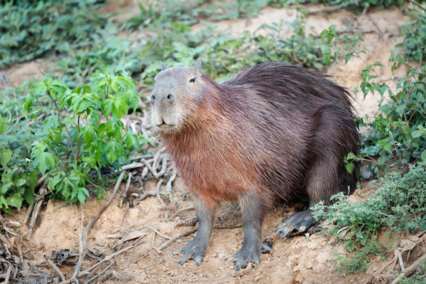 istock Capybara on a sandy river bank 1263419536