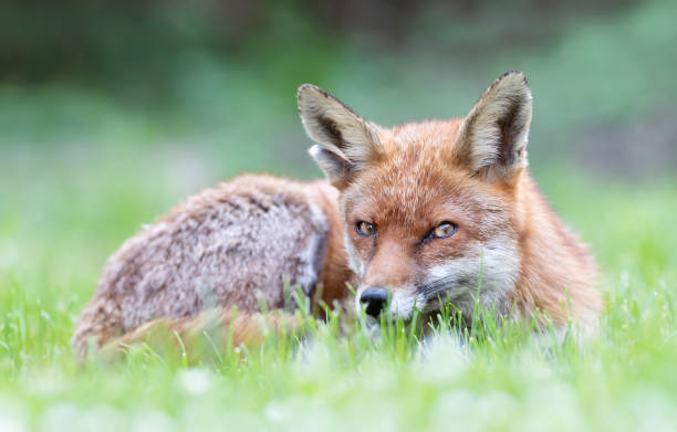istock Close up of a Red fox lying on the grass 1263419566