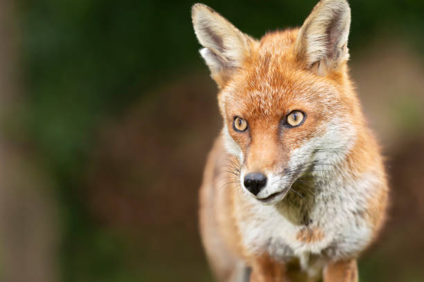 istock Close up of a red fox 1263419632