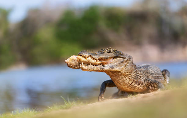 istock Yacare caiman eating piranha on a river bank 1263419702