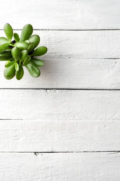 istock Small green succulent on white wooden background 1263419786