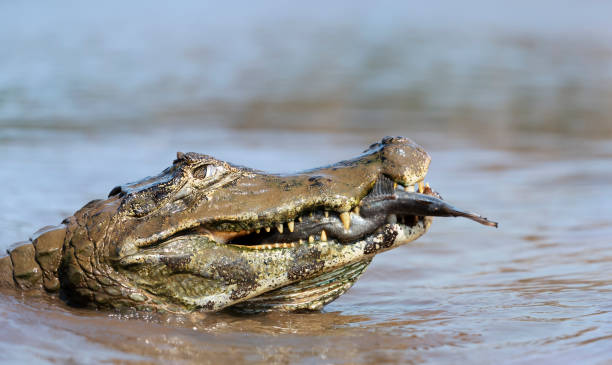 istock Yacare caiman eating piranha in a river 1263419803