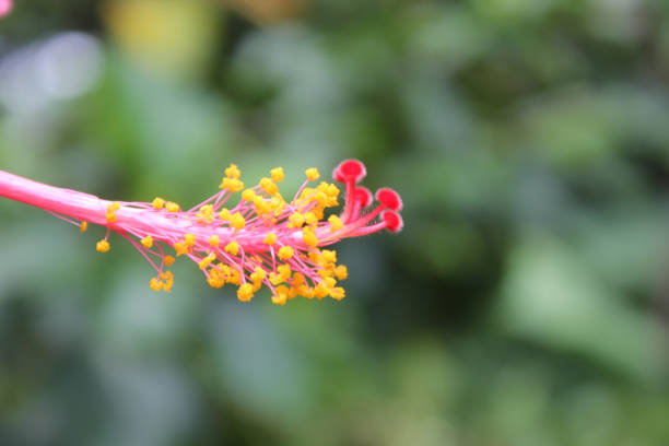 closeup​ hibiscus flower pollen with​ green​ blur​ background.​