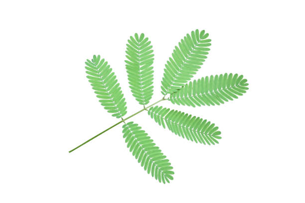 isolated​ Mimosa pudica, sensitive plant​ leaf​ on​ white​ background.​ isolated​ Mimosa pudica, sensitive plant​ leaf​ on​ white​ background.​ sensitive plant stock pictures, royalty-free photos & images