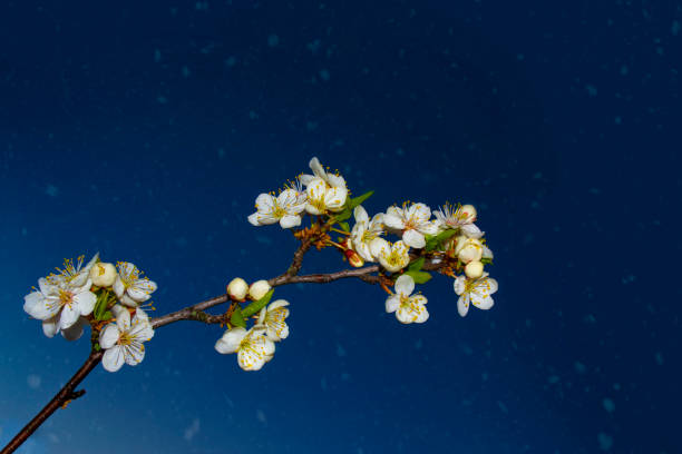 Blossoming branch cherry. Bright colorful spring flowers. Beautiful nature scene