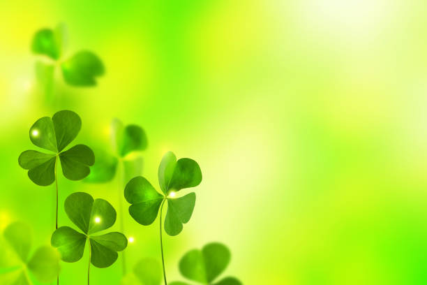 istock green clover leaves. St.Patrick 's Day. 1263421159