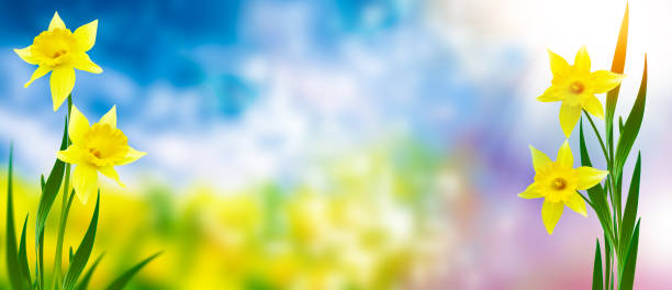istock colorful flowers of daffodils 1263421256