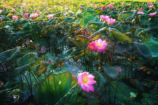 Lotus field in the morning. shown golden light from sunshine among green field.