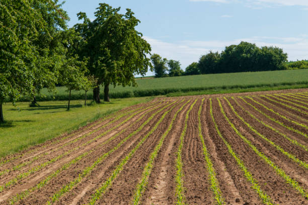 istock A field with young corn plants, Zea. The freshly sprouted maize is in rows. 1263423721