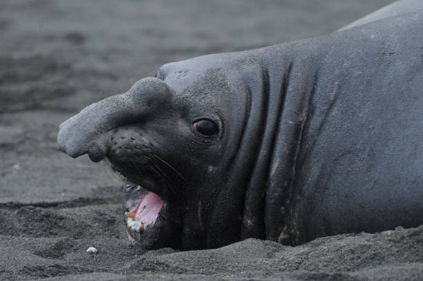 istock The southern elephant seal (Mirounga leonina) 1263423933