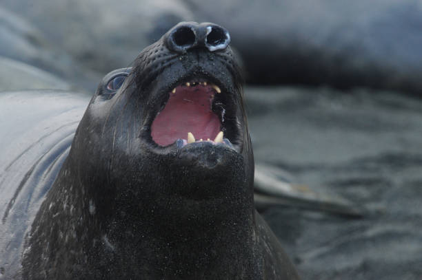 istock The southern elephant seal (Mirounga leonina) 1263423954