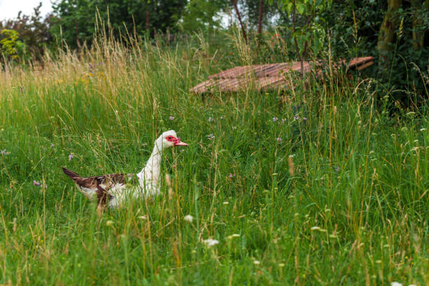istock duck on a green meadow in the village 1263423966