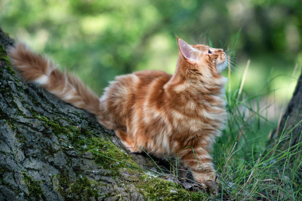 istock A big red maine coon kitten. 1263424736