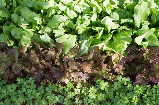 Top view of fresh young green and red leaf lettuce and parsley growing in the home garden in Dalmatia, Croatia; concept of healthy eating