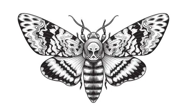 Vector illustration of Hand drawn Acherontia Styx butterfly isolated on blank background