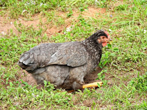 Sapphire Olive Egger  (Gallus gallus domesticus) resting in a hole in the ground Sapphire Olive Egger - profile gallus gallus domesticus stock pictures, royalty-free photos & images