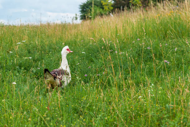istock goose on a green meadow in the village 1263424954