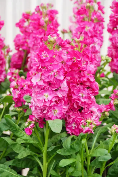 Matthiola incana flower, stock flowers, cut flowers in nursery, full bloom. Pink Matthiola