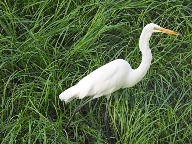 istock Great Egret (Ardea alba) in the tall grass 1263425057