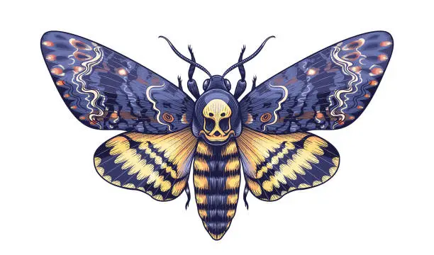 Vector illustration of Vector Death's-Head Hawk Moth top view.