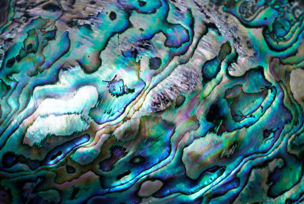 istock Abstract blue and green background, close up of a shell 1263425935