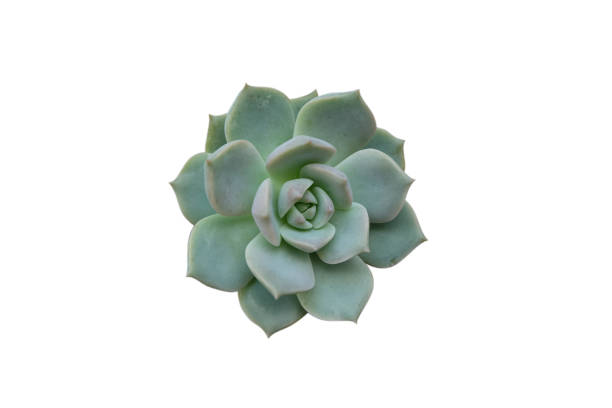 istock isolated​ cactus​, Succulent plant on​ white​ background.​ 1263426369