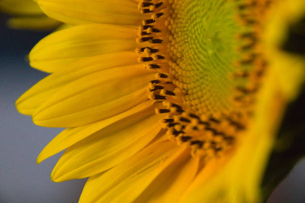 close-up of a beautiful sunflower - pollen magnification high scale magnification yellow imagens e fotografias de stock