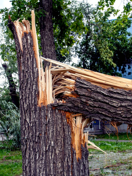 istock trunk of a broken tree during a strong wind in the city, macro 1263428263