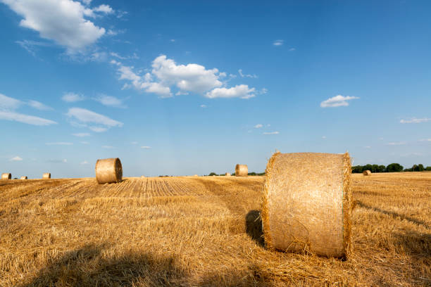 istock Cut wheat field and hale bales, beautiful summer day with blue sky 1263428530