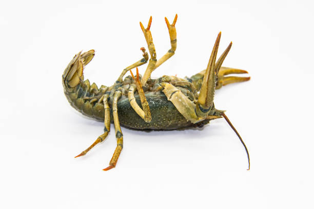 istock Live crayfish or lobster upside down from the river on a white background. Inverted crayfish on white background 1263428547
