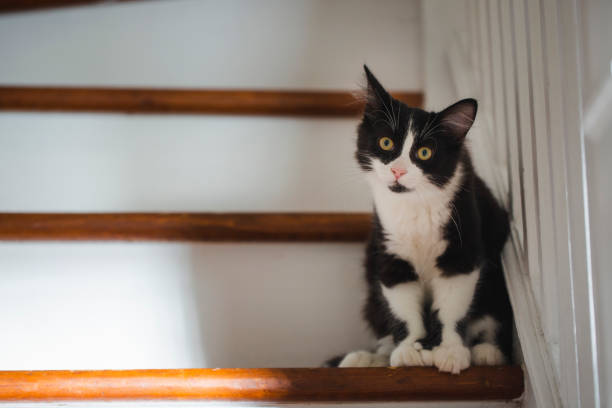 istock Black and white kitten sitting on stairs 1263429285
