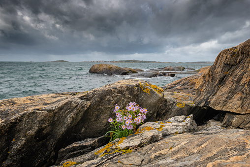 Bohuslan rocky archipelago. Flowers in the foreground is called Tripolium pannonicum, sea aster or seashore aster. Small fishing village in the distant background.