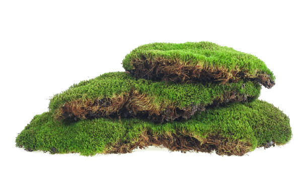 istock Green moss isolated on a white background. Green mossy hill. Moss pyramid. 1263431083