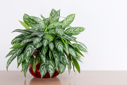 Aglaonema Maria houseplant cuttings in a red glass vase in front of a white wall, Chinese Evergreen