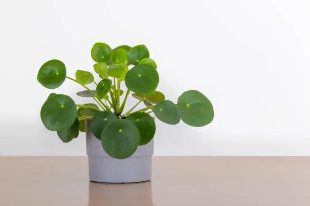 Small Pilea Peperomioides house plant in a gray pot in front of a white wall, Chinese money plant, copyspace