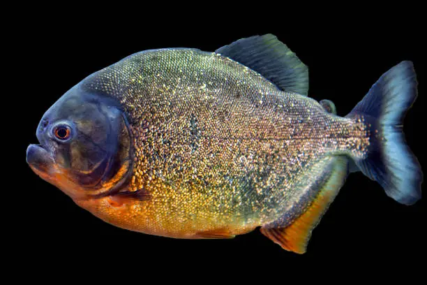 Photo of Pacu fish piranha (Colossoma macropomum) on black background. Captive occurs in South America.